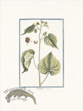 Bonelli 052 flowering maple